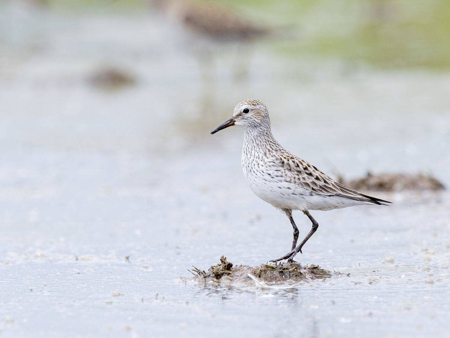 , Fernando Burgalin Sequeira