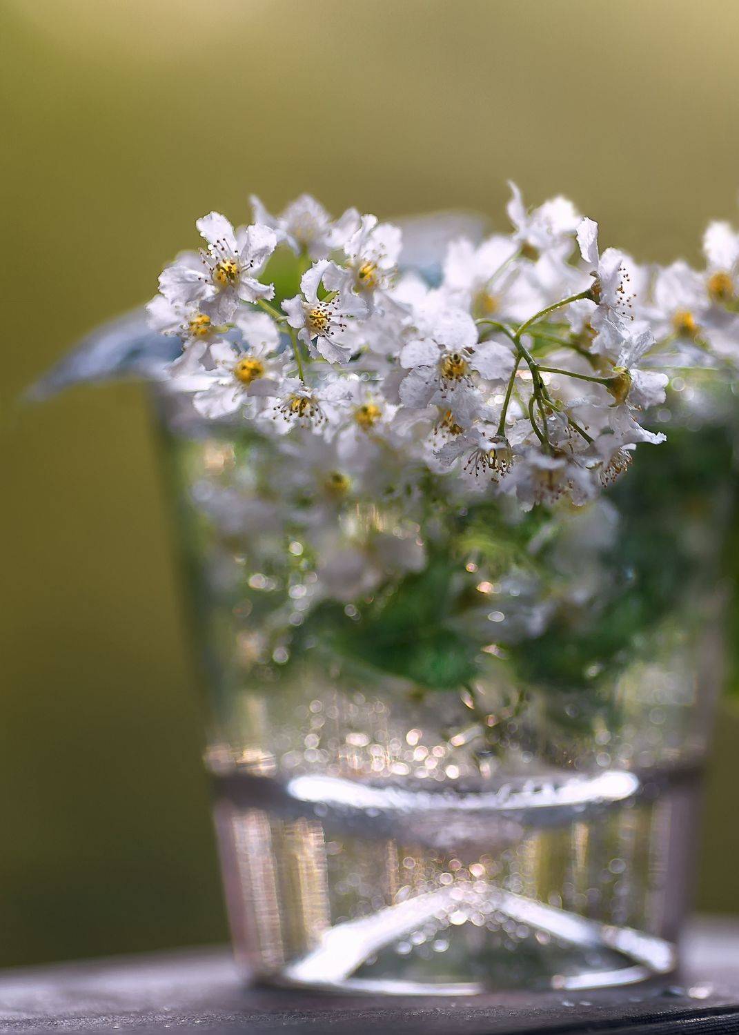 весна,черемуха, цвет времени, беларусь, нежность лепестков,боке,ирина горюкина, Горюкина Ирина