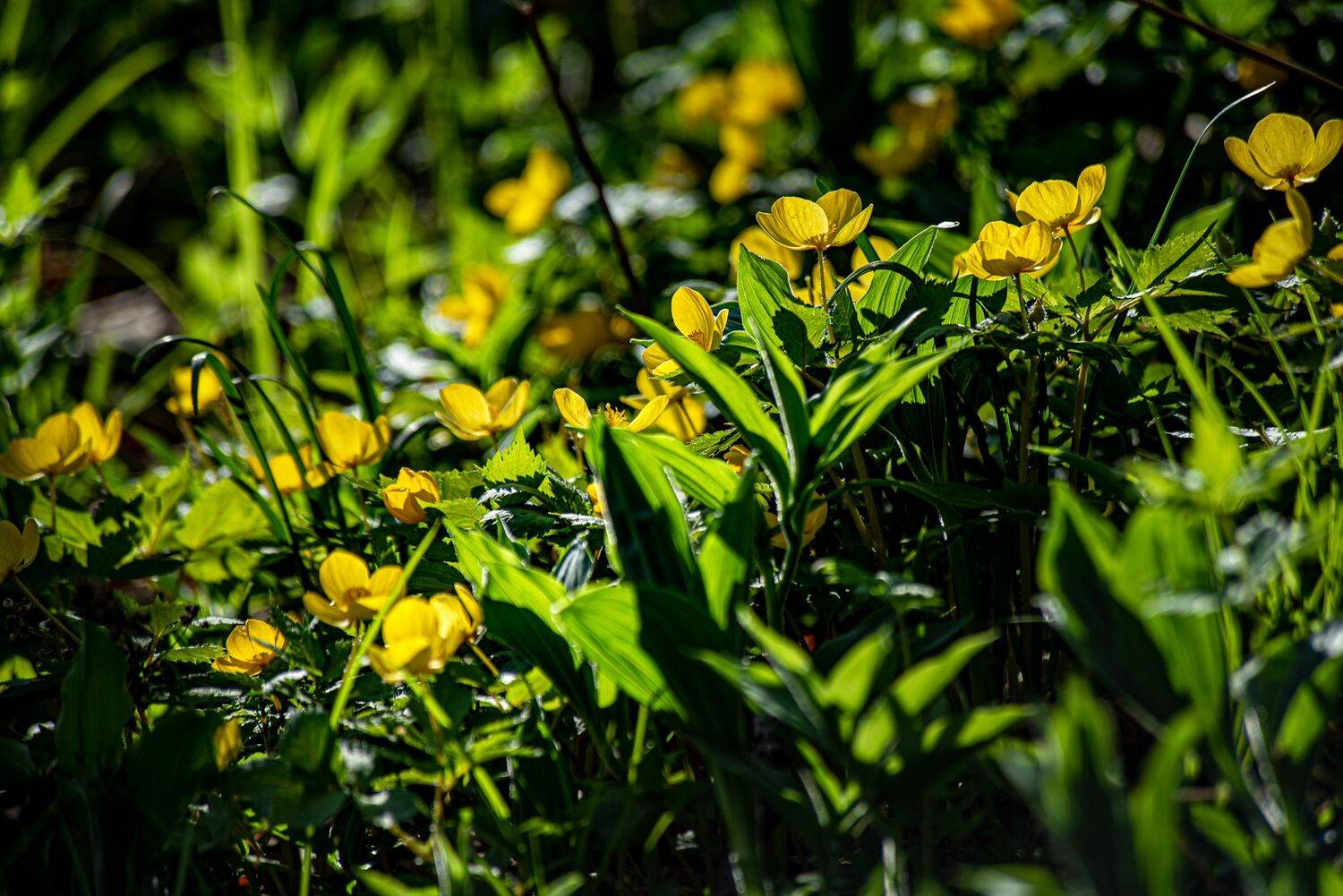 , Константин Костин