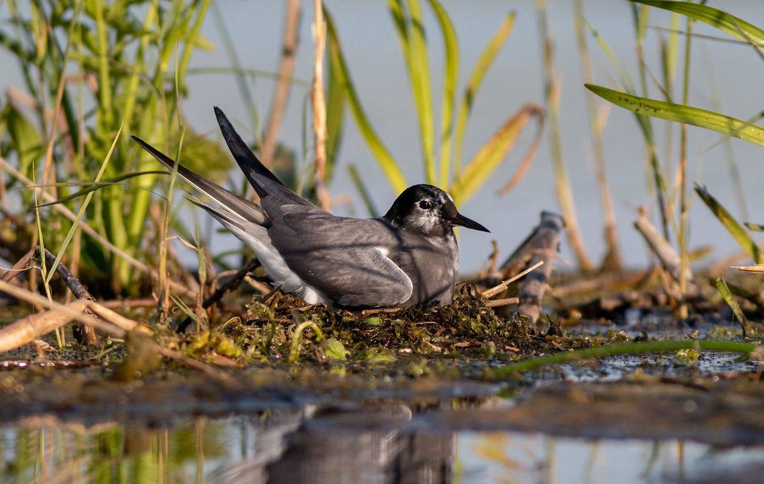 крачка, птица, фотоохота, животные, чёрная крачка, birds, tern, wildlife, Павел Краснослободцев