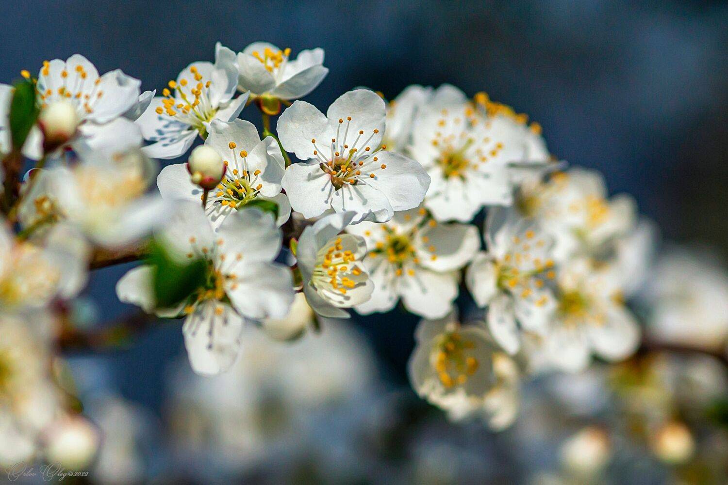 , Орлов Олег