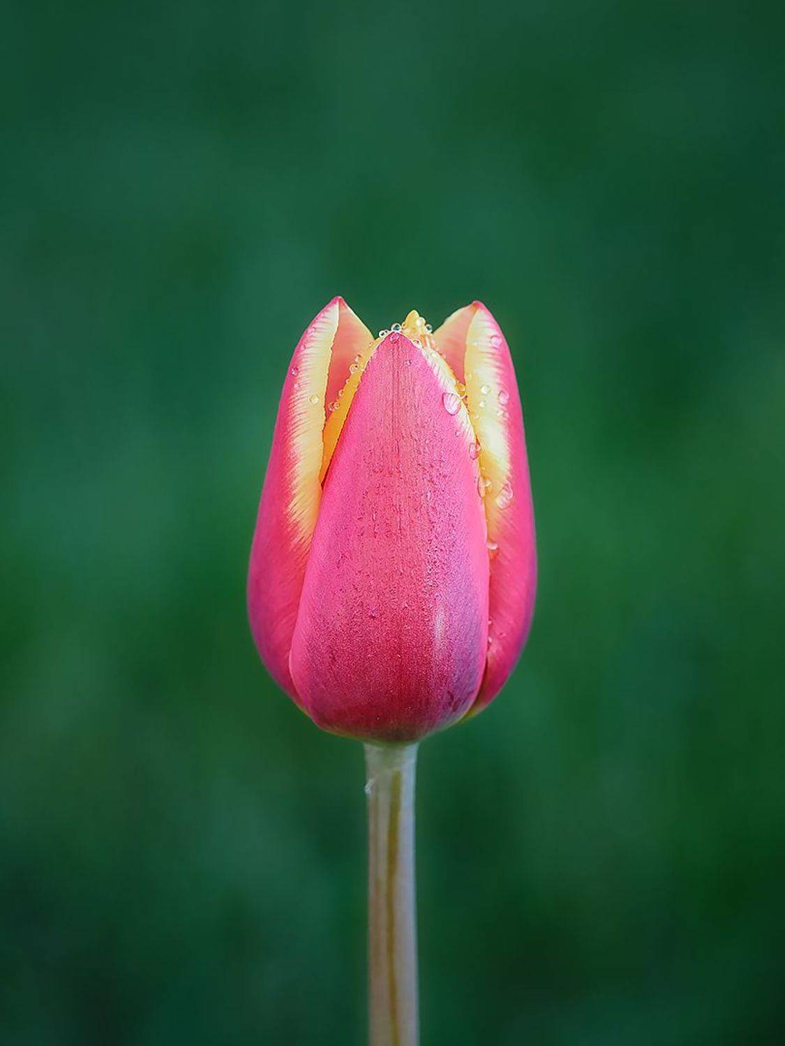 , Сергей Калёв