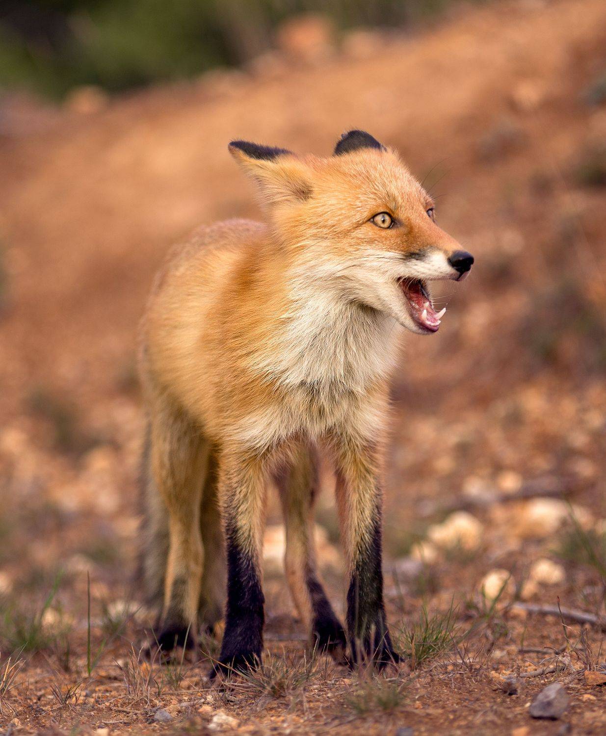 , Артем Удодов