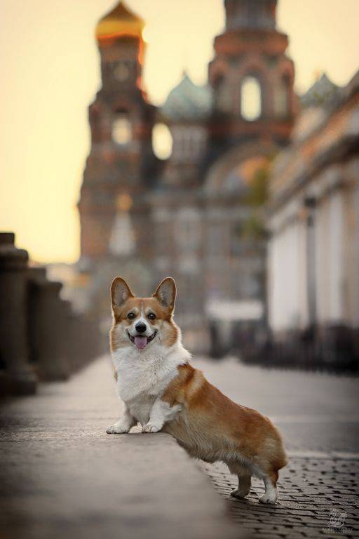 , Андрей Ершов