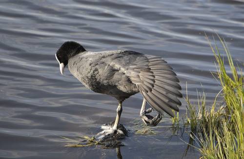 Птичья йога