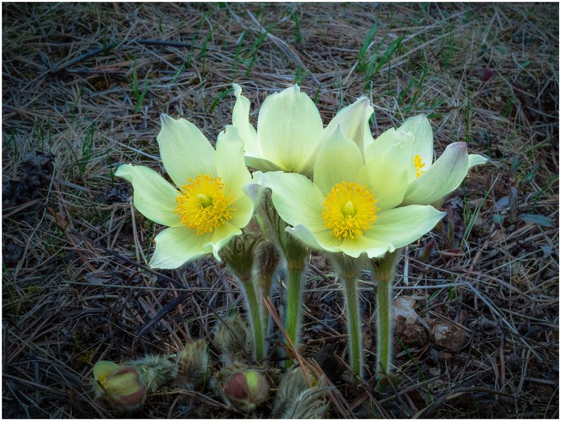 цветы,флора,растения. Прострел желтеющий. фото превью