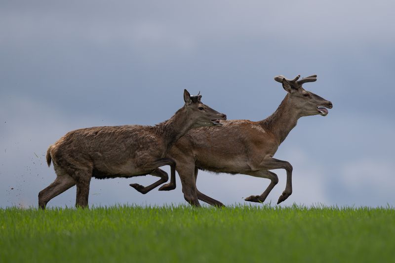 Briezi фото превью