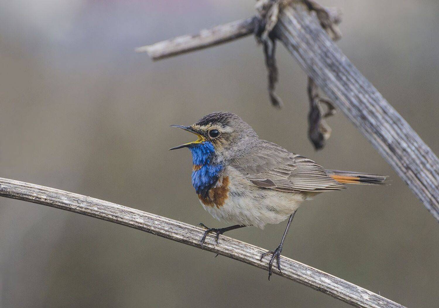 птица, варакушка, самец, Михаил Агеев