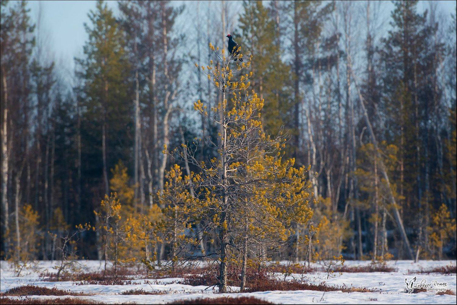 Тетерев Карелия. Национальный парк , Лобанов Роман