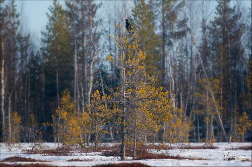 Наблюдатель