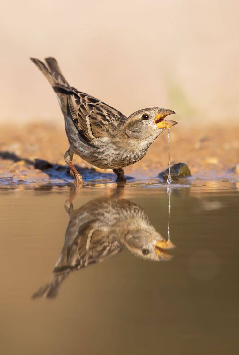, Евгений Фруман