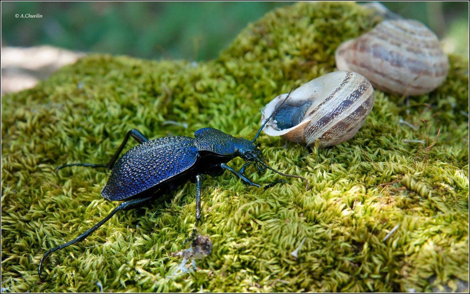 жук,улиткоед,carabus,scabrosus,tauricus, Александр Чувилин