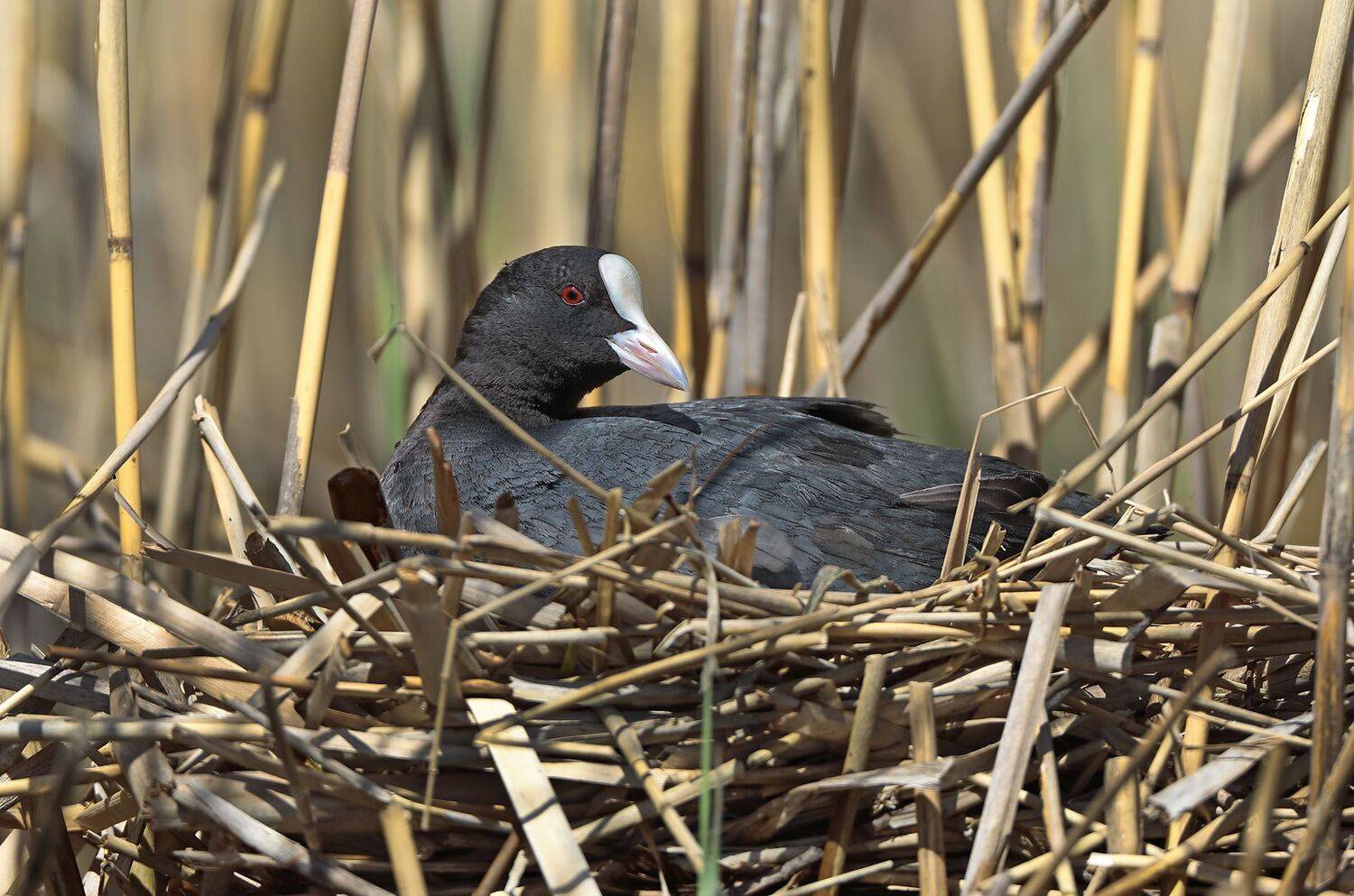 лысуха., Александр Гусар