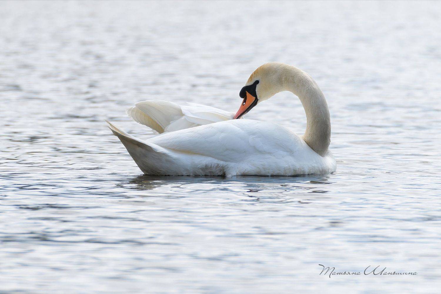 дикая природа тульской области, птицы, лебеди, Татьяна Шаньшина