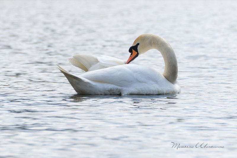 дикая природа тульской области, птицы, лебеди Лебедь фото превью