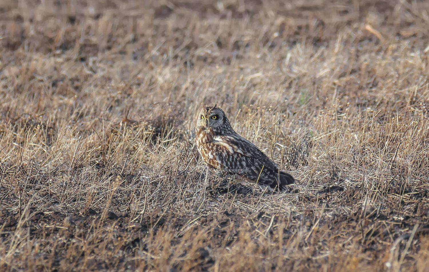 птица, болотная сова, степь,, Марина Мочалова