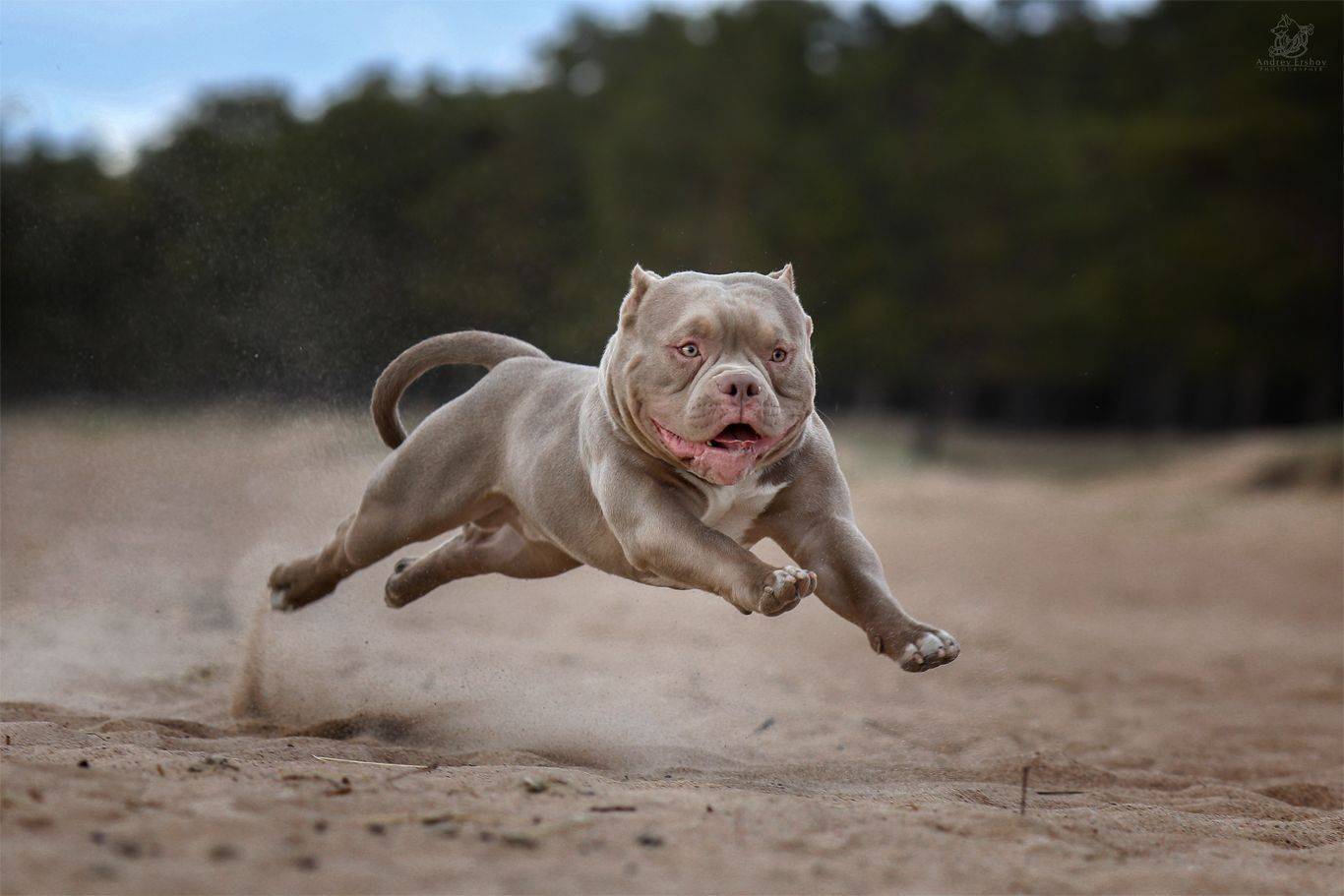 , Андрей Ершов