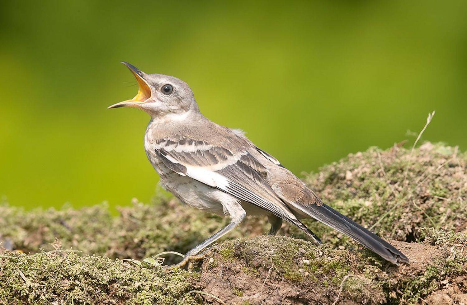 пересмешник, mockingbird,  многоголосый пересмешник, Etkind Elizabeth