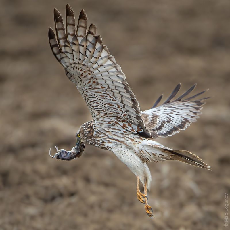 Пегий лунь с добычей (Circus melanoleucos). фото превью