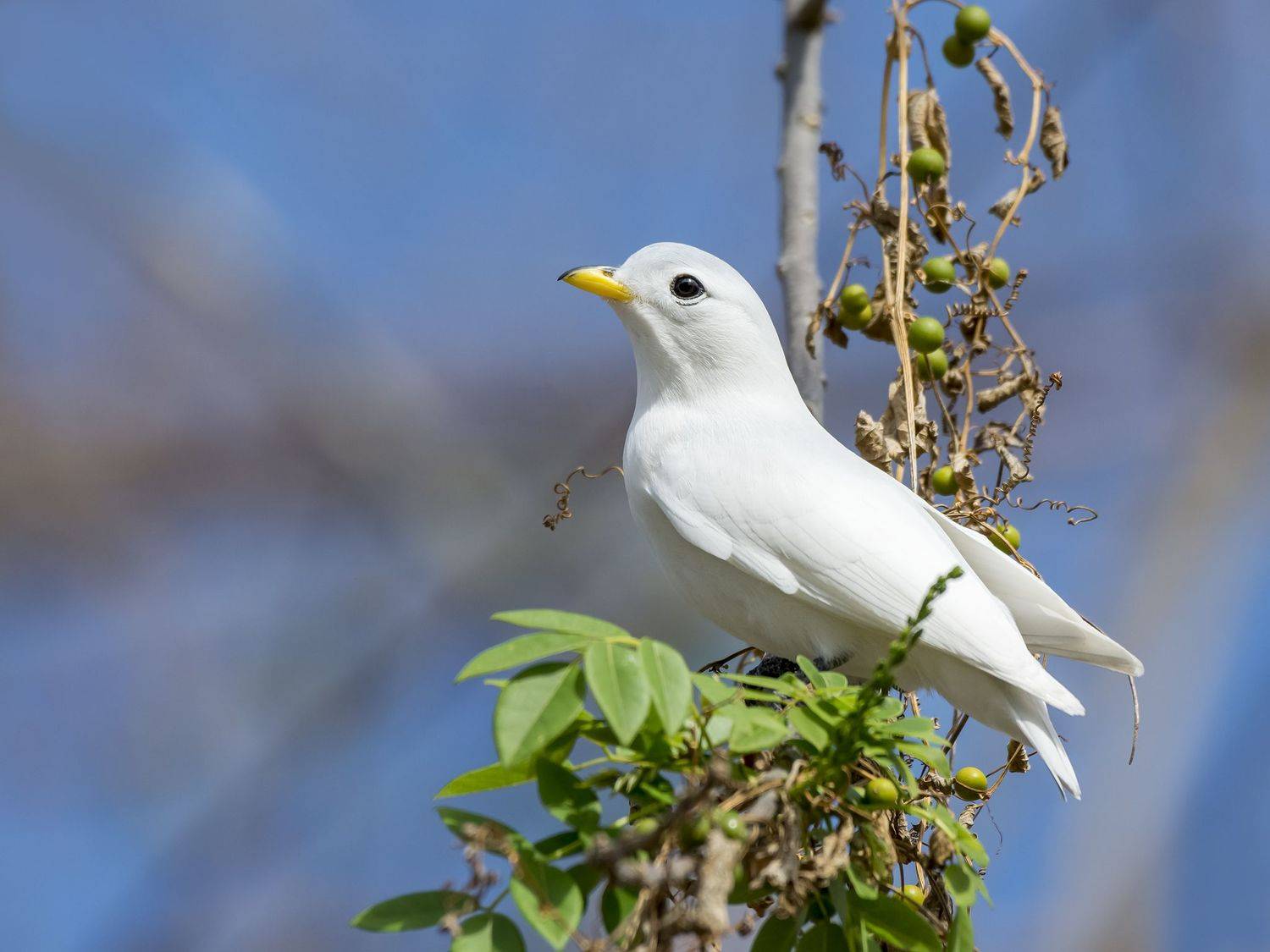, Fernando Burgalin Sequeira
