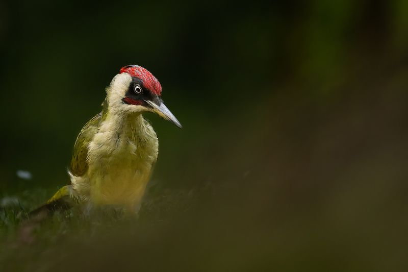 European Green Woodpecker фото превью
