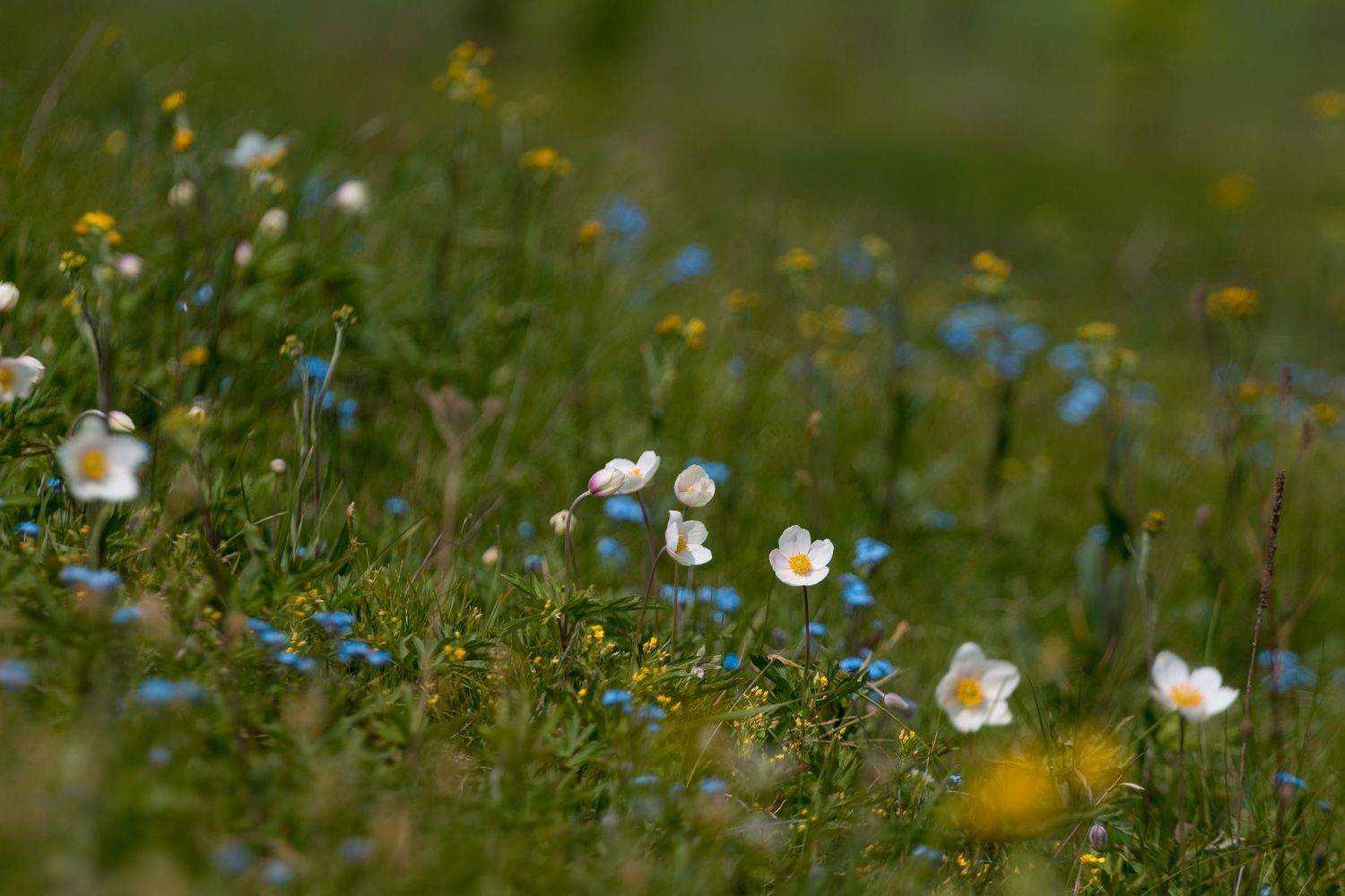 ветреница, весна, первоцветы, цветы, flowers, primulas, anemone, незабудка, Алексей Юденков