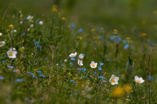 Майский луг