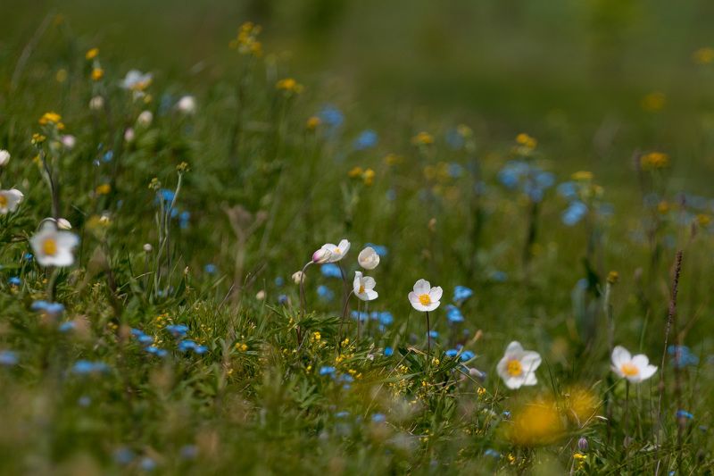 ветреница, весна, первоцветы, цветы, flowers, primulas, anemone, незабудка Майский луг фото превью