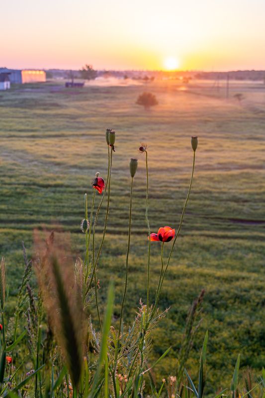 мак, пейзаж, восход, виадук, коровник маленький мак фото превью