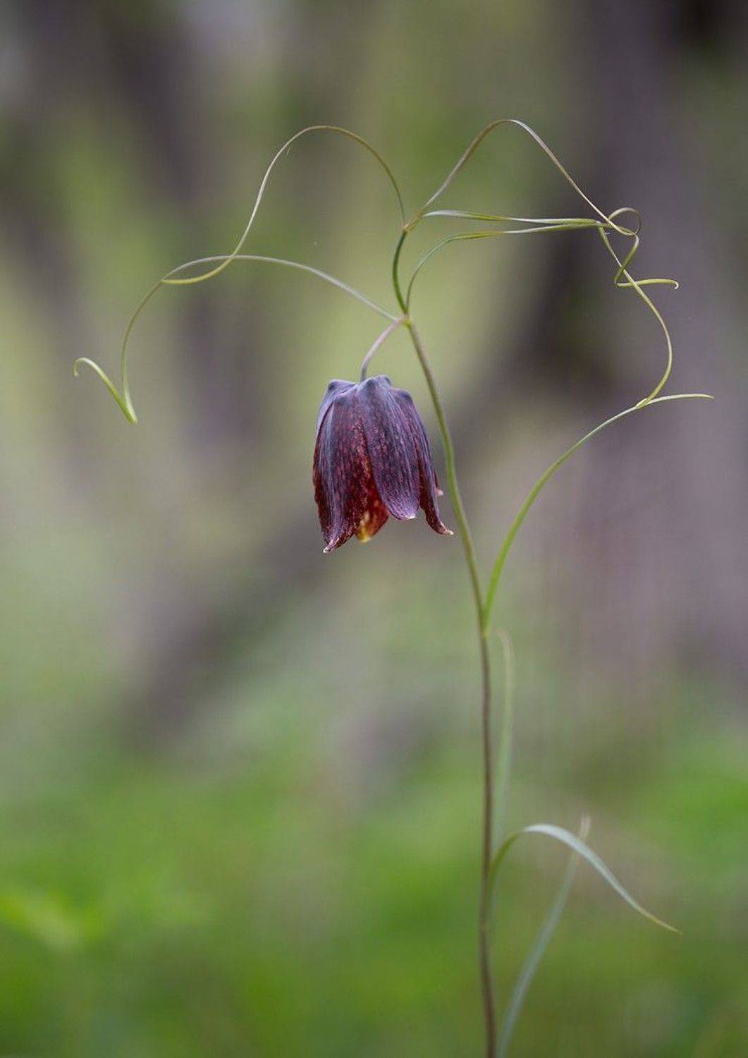 рябчик уссурийский май владивосток, Евгений Слободской