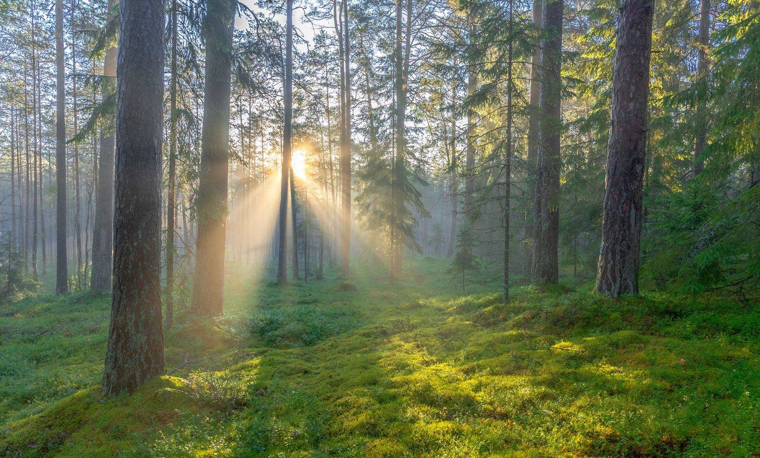 , Руслан Авдевич