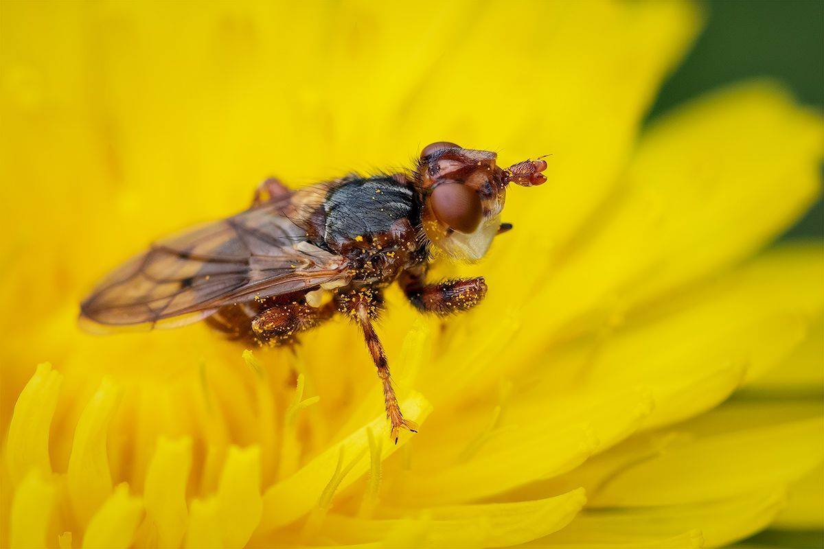 макро, муха, fly, macro, Хилько Марина