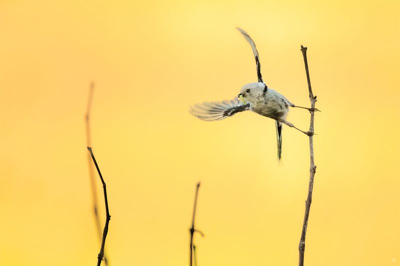 Long-tailed tit, bird, птица,Длиннохвостая синица Long-tailed tit фото превью