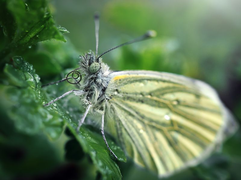 Утренний чай фото превью