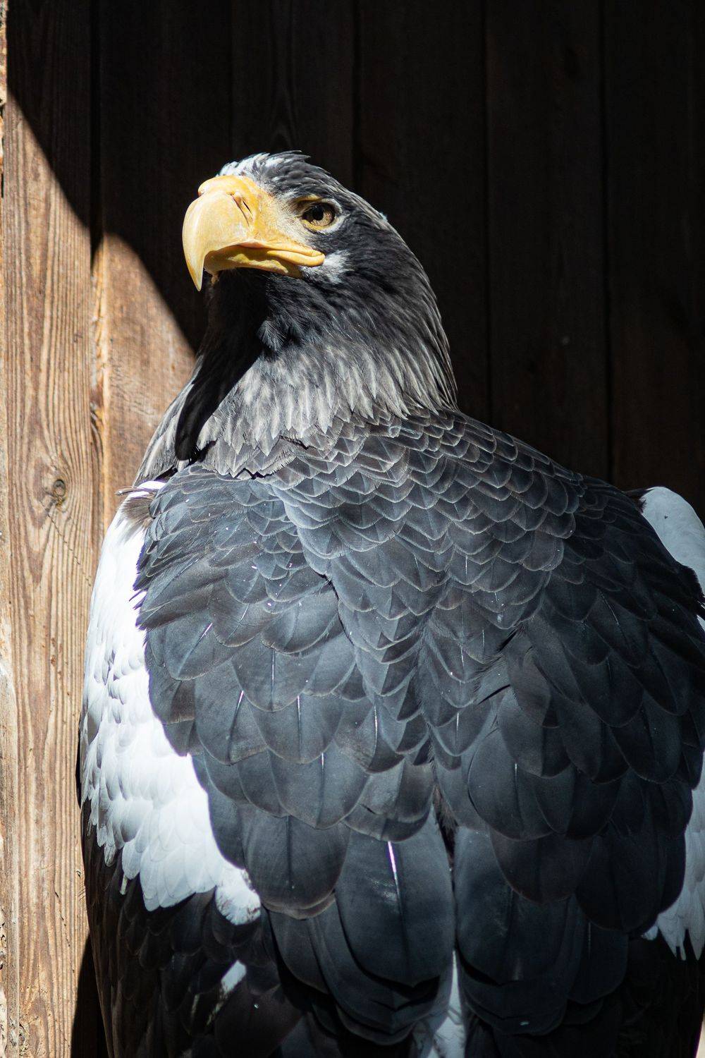 , Алексей Школдин