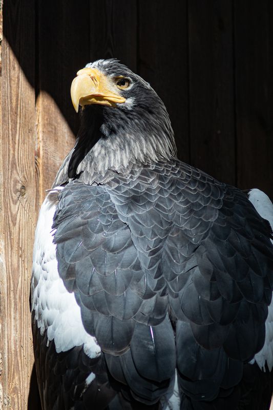 Орлан фото превью