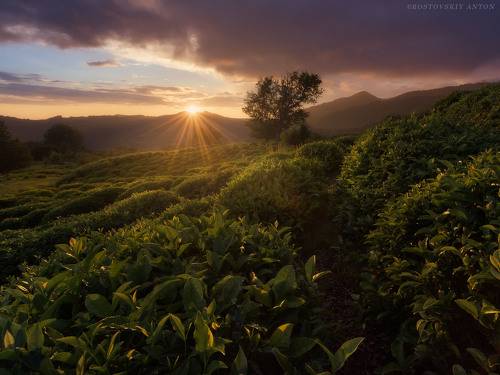 Вечерний чай