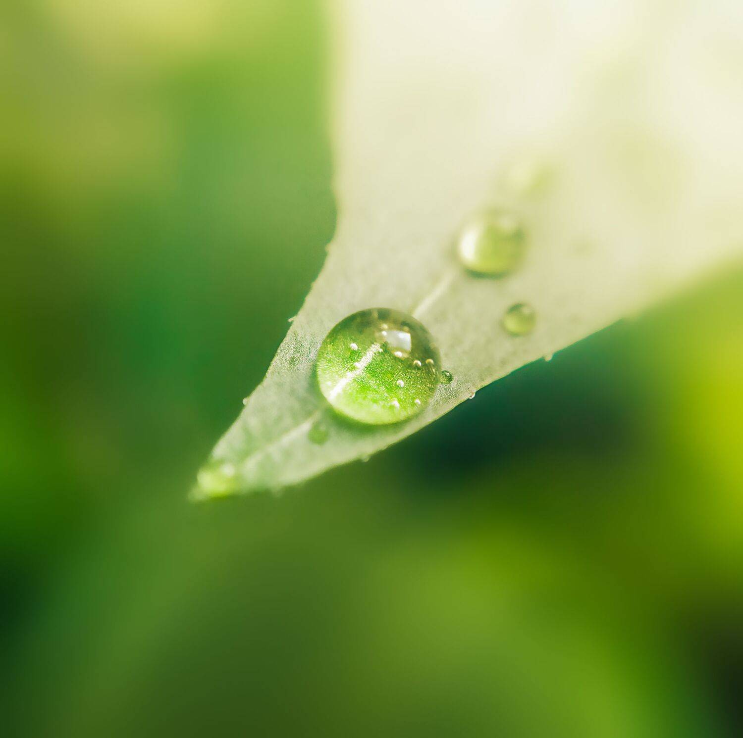 капля, роса, лист, зелёный, макро, природа, Козлова Юлия