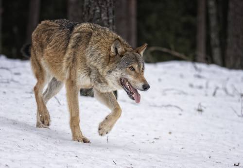 Где ты бродишь страшный волк.