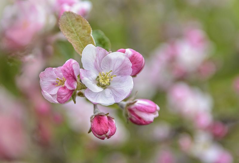 Apple tree flowers... фото превью
