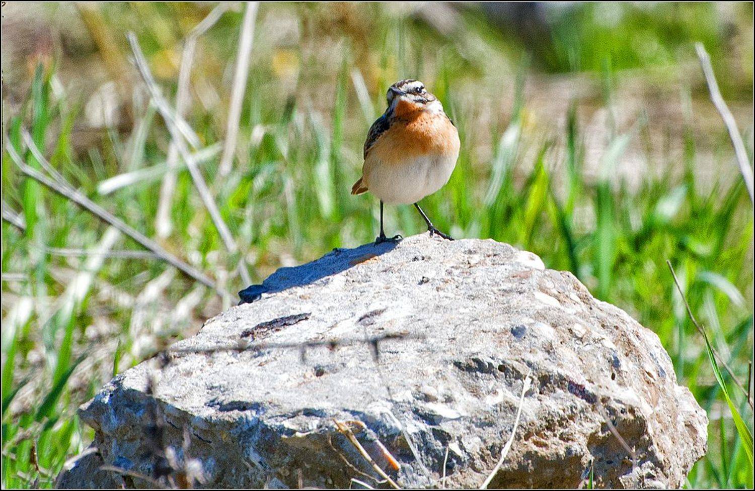 москва, парк, птица, АНАТОЛИЙ ДОВЫДЕНКО