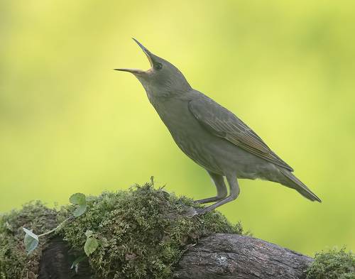 European Starling young.  Обыкновенный скворец