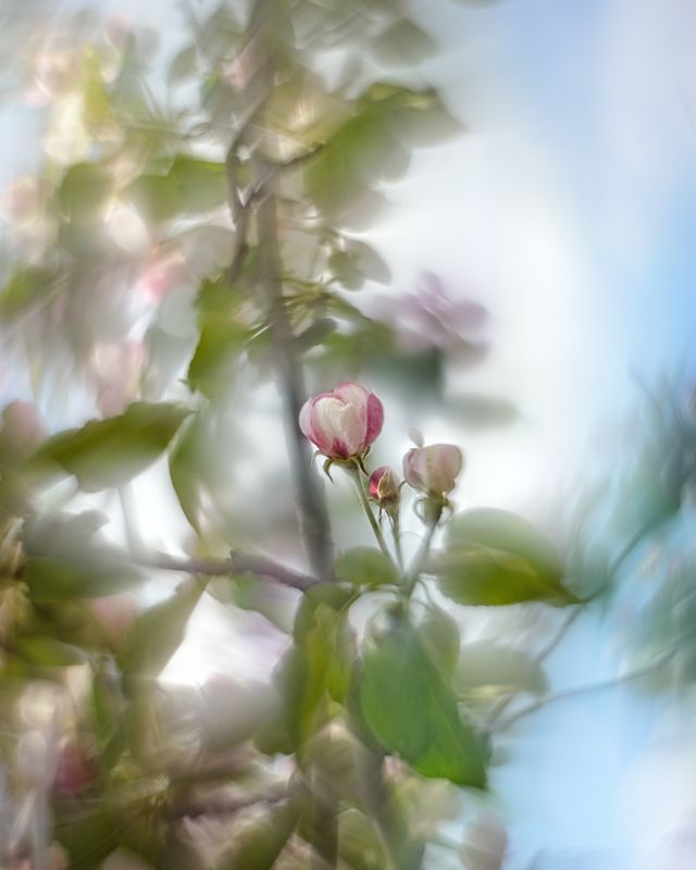 Весна чудесная пора фото превью