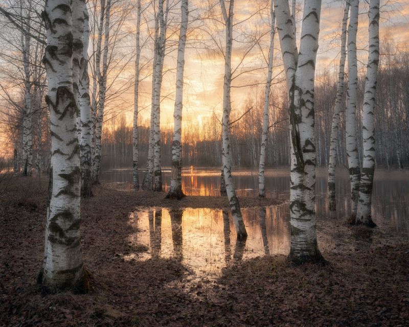 Вечер в березовой роще фото превью