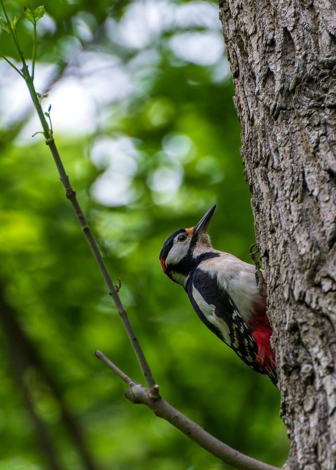 большой, пестрый, дятел, Алексей Рыльский