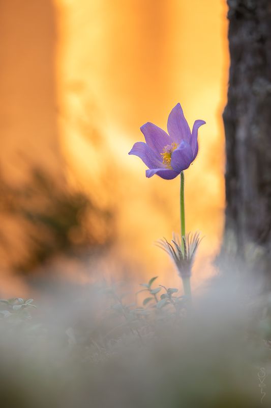 сон-трава сон-трава фото превью
