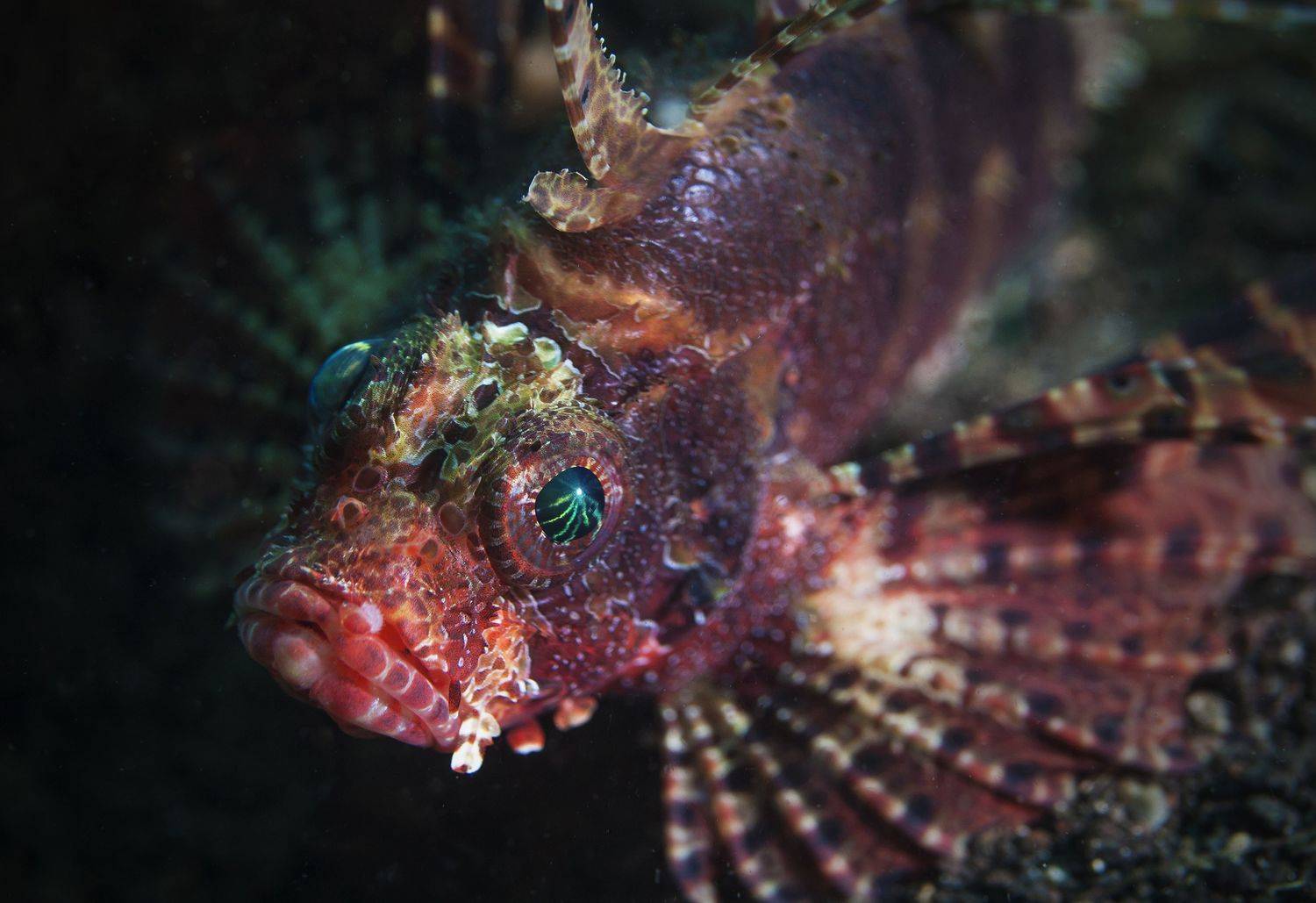 филиппины, крылатка, леонфиш, Сергей Гаспарян