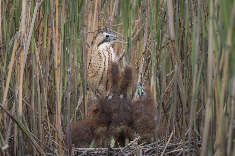 Выпь. фото превью