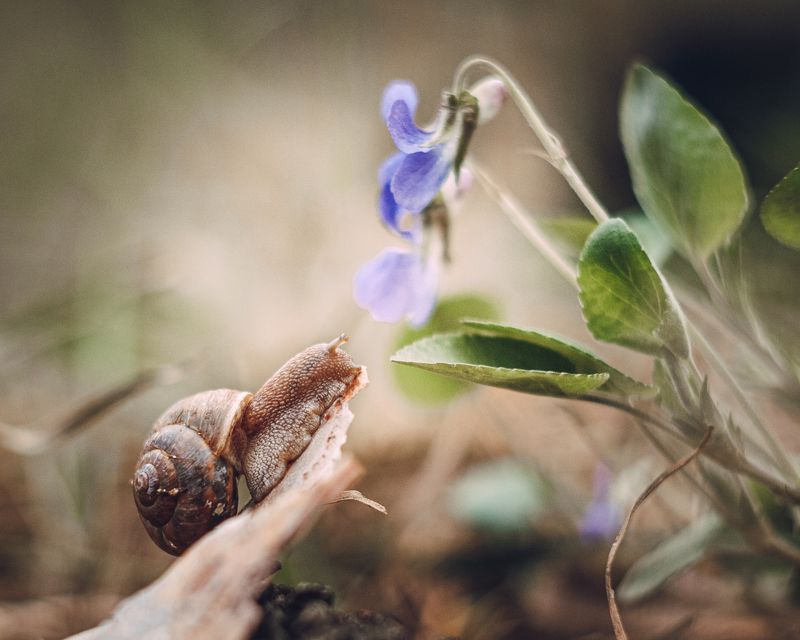 Фиалка и улитка фото превью
