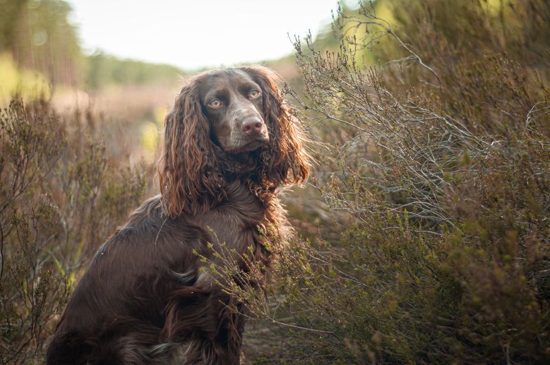 Айти фото превью